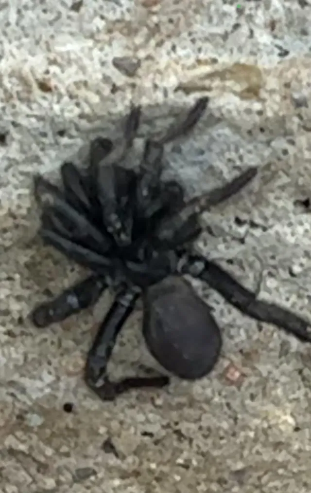 /img/20581-tarantula-facts-austin-tx.webp