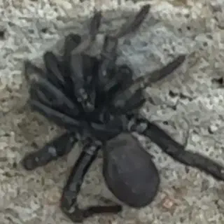 /img/20581-tarantula-facts-austin-tx.webp