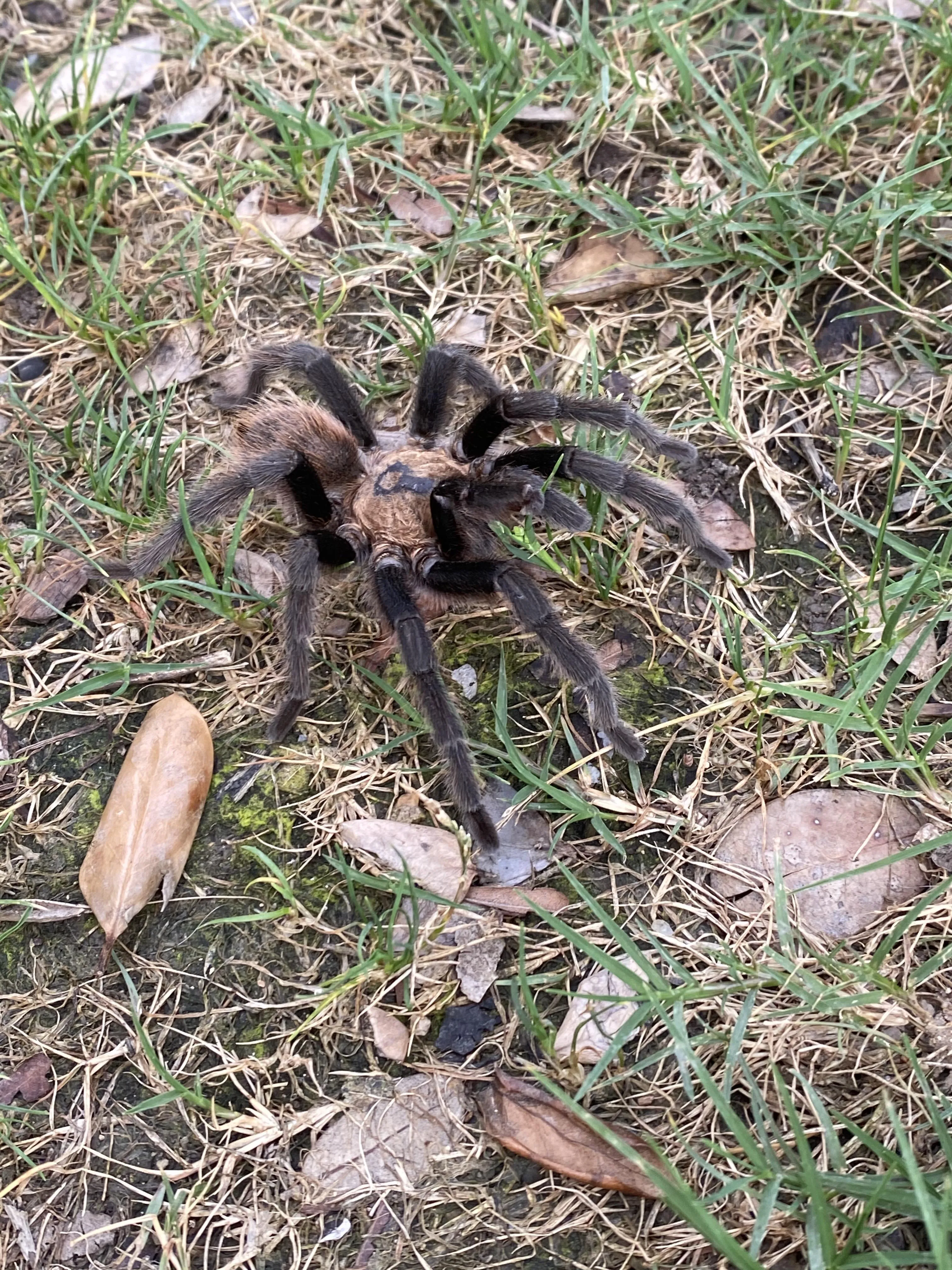 20581 tarantula handling austin tx