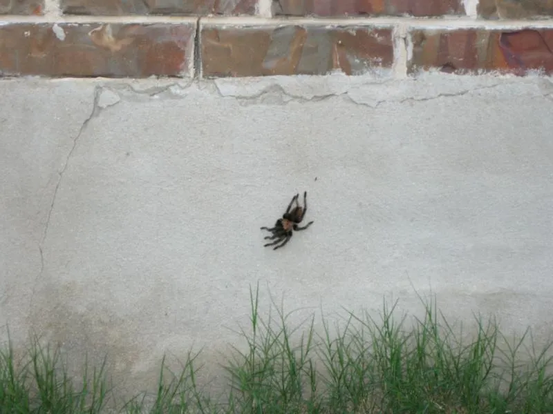 20581 tarantula sightings austin tx