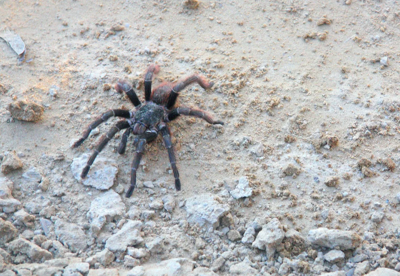 /img/20584-tarantula-eating.webp