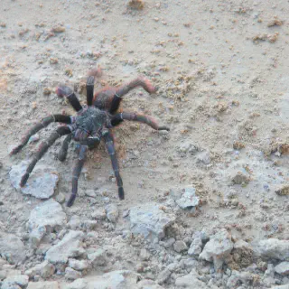 /img/20584-tarantula-eating.webp