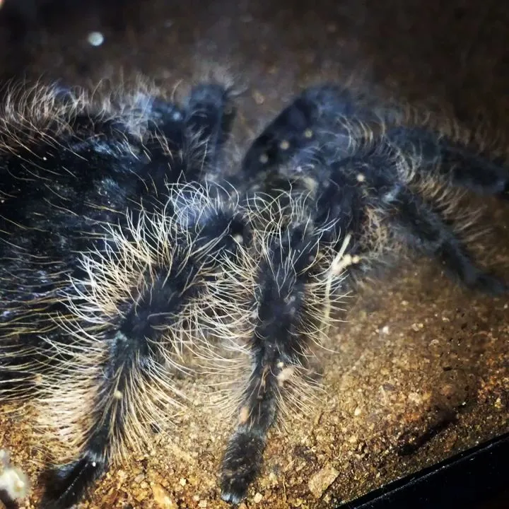 20584 tarantula enclosure