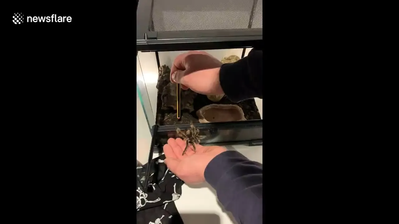 20584 tarantula packaging