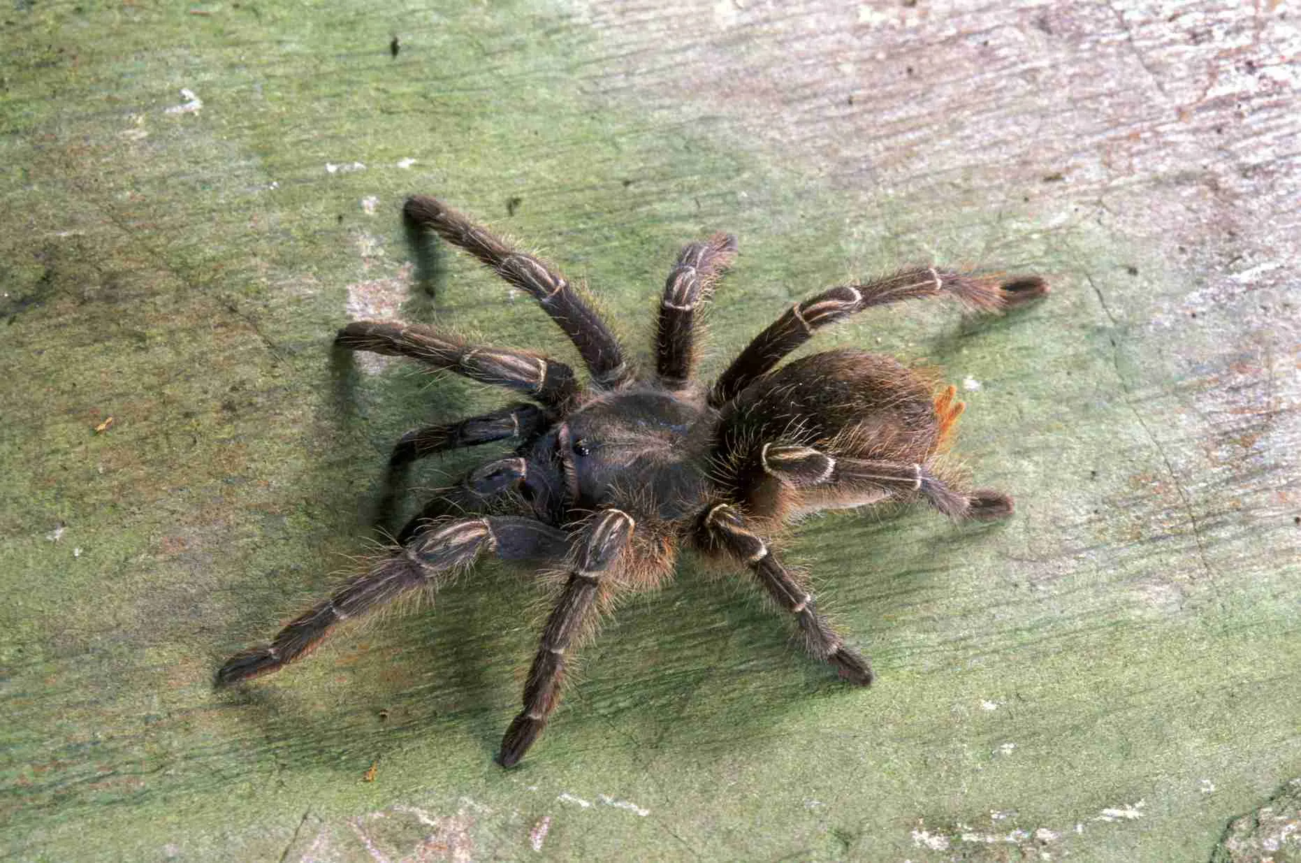 20584 tarantula substrate