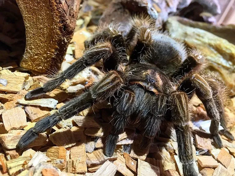 20584 tarantula transfer