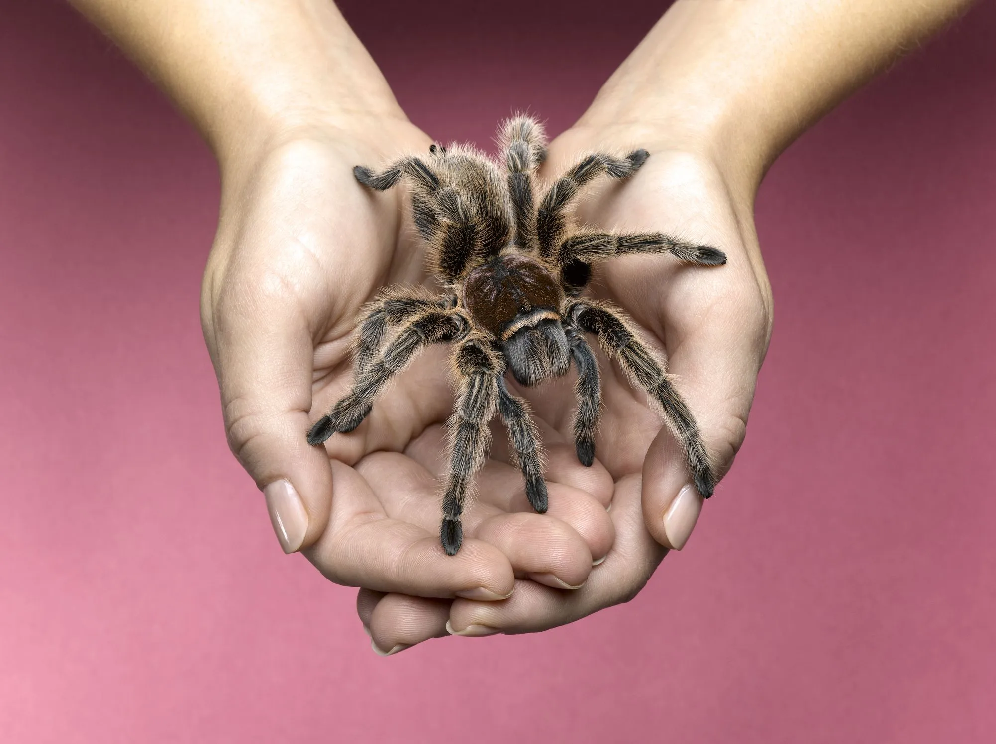 20584 tarantula workspace