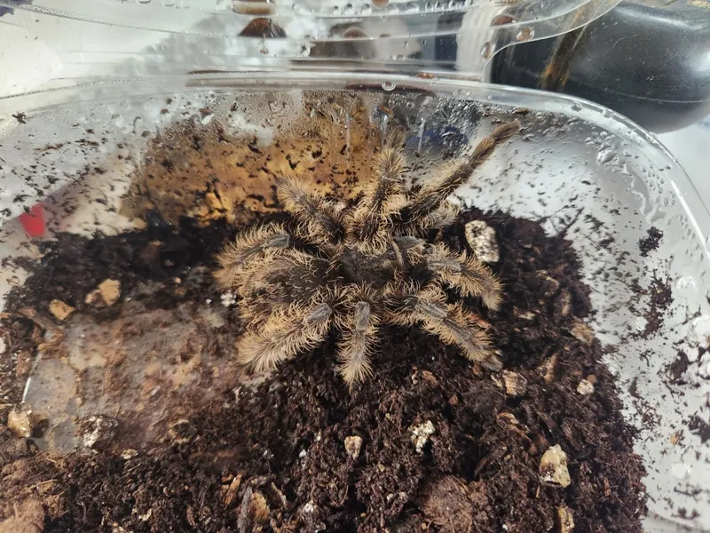 20585 curly hair tarantula fangs size
