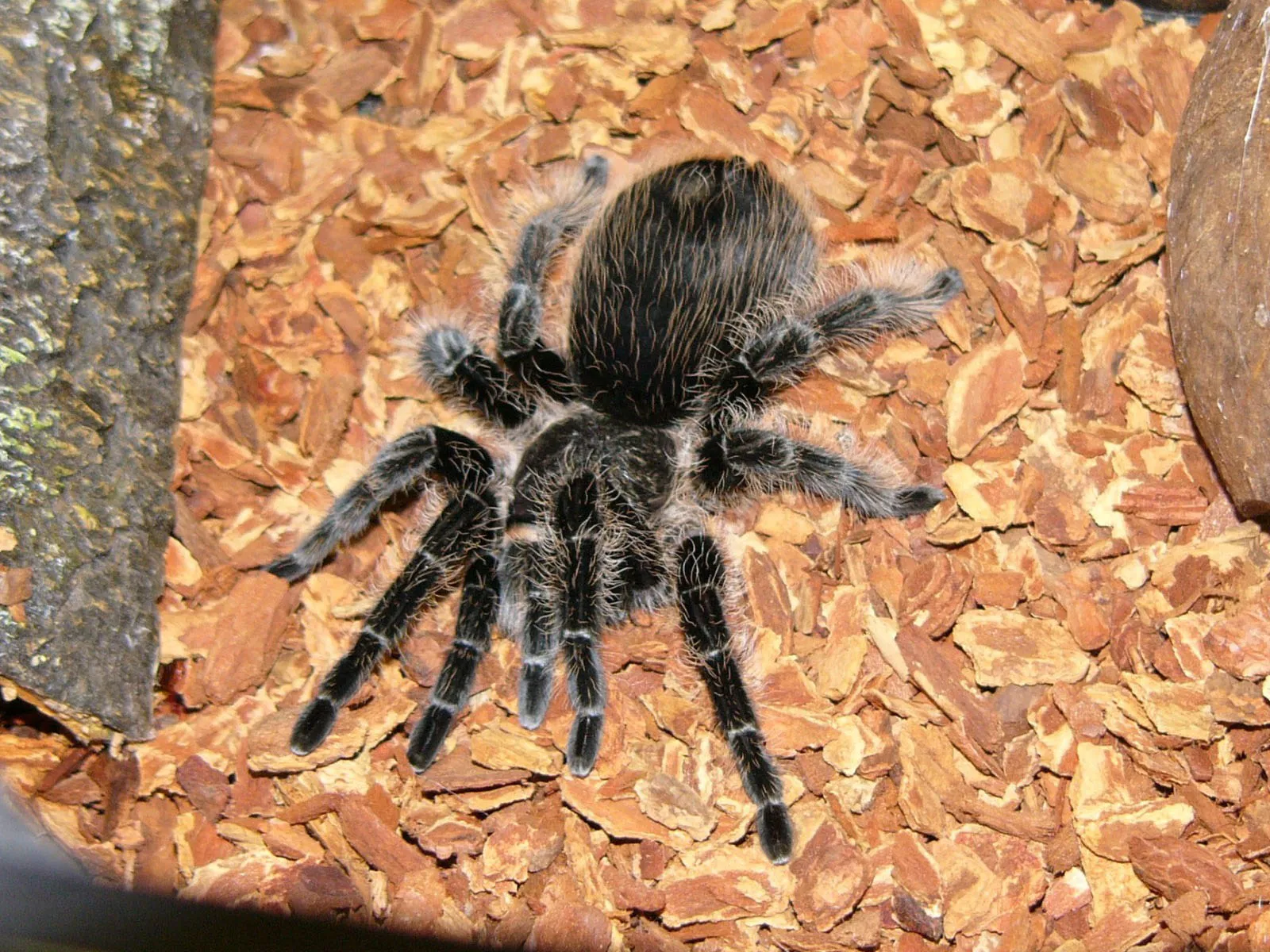 /img/20585-tarantula-bite-first-aid.webp