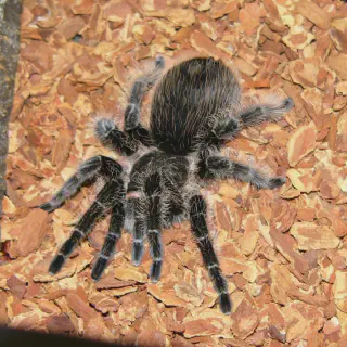 /img/20585-tarantula-bite-first-aid.webp
