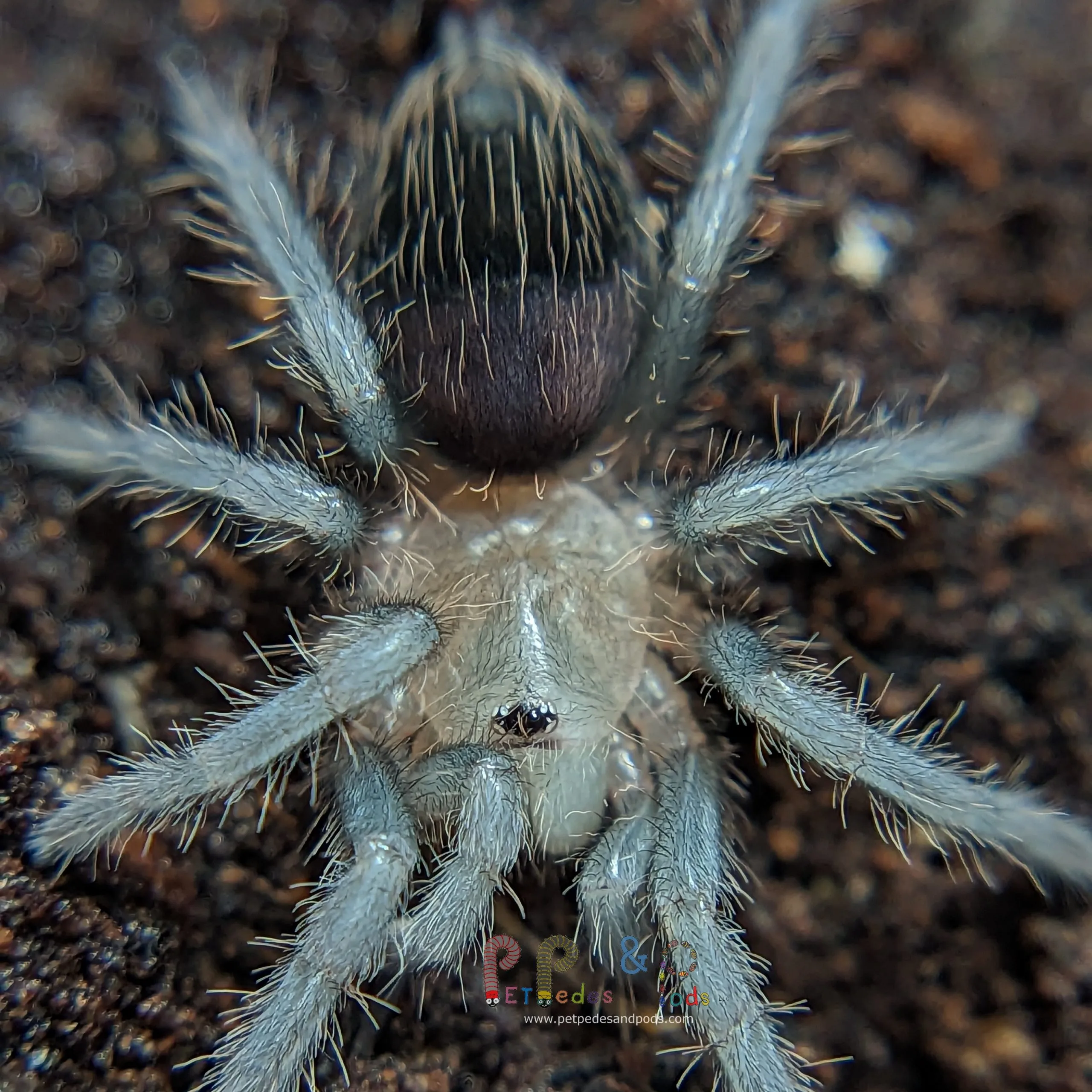 20585 tarantula fang anatomy