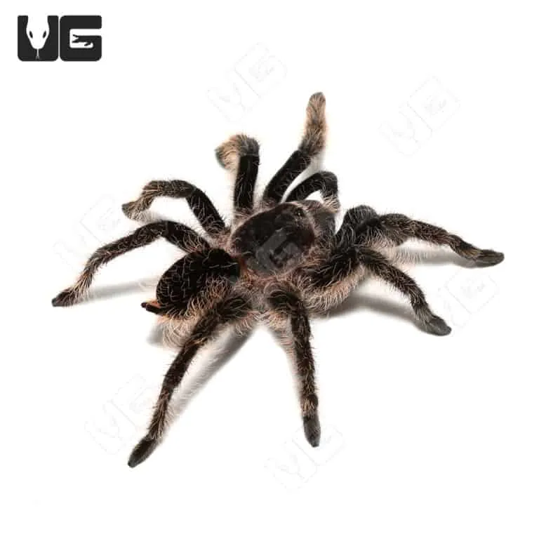 20585 tarantula molting