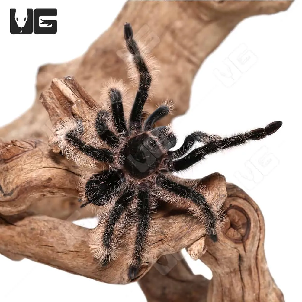 20585 tarantula prey handling