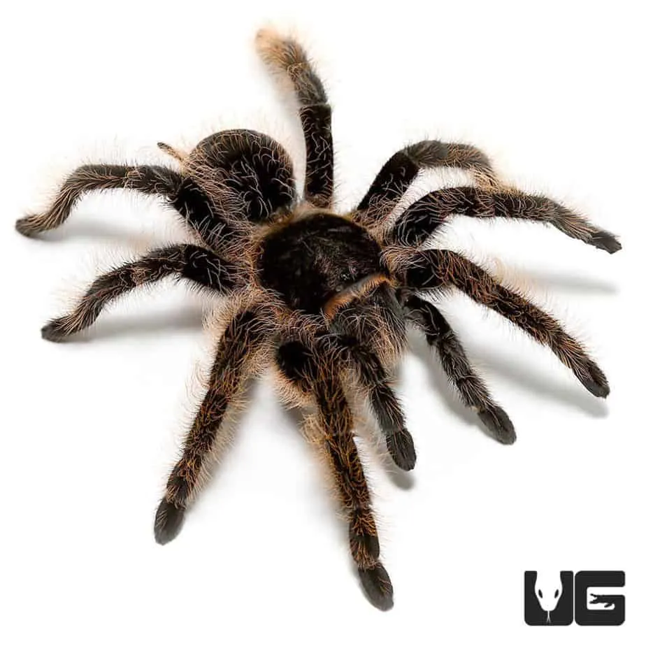 20585 tarantula venom injection