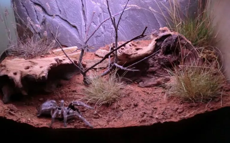/img/20586-tarantula-enclosure-guide.webp