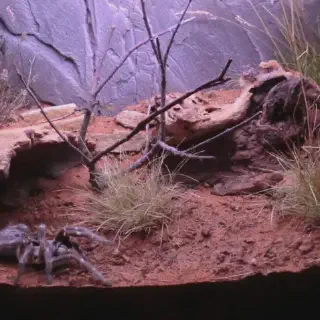 /img/20586-tarantula-enclosure-guide.webp