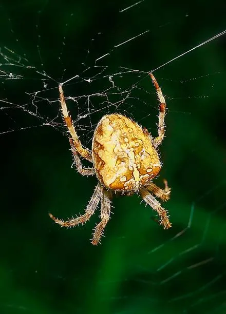 20587 tarantula feeding