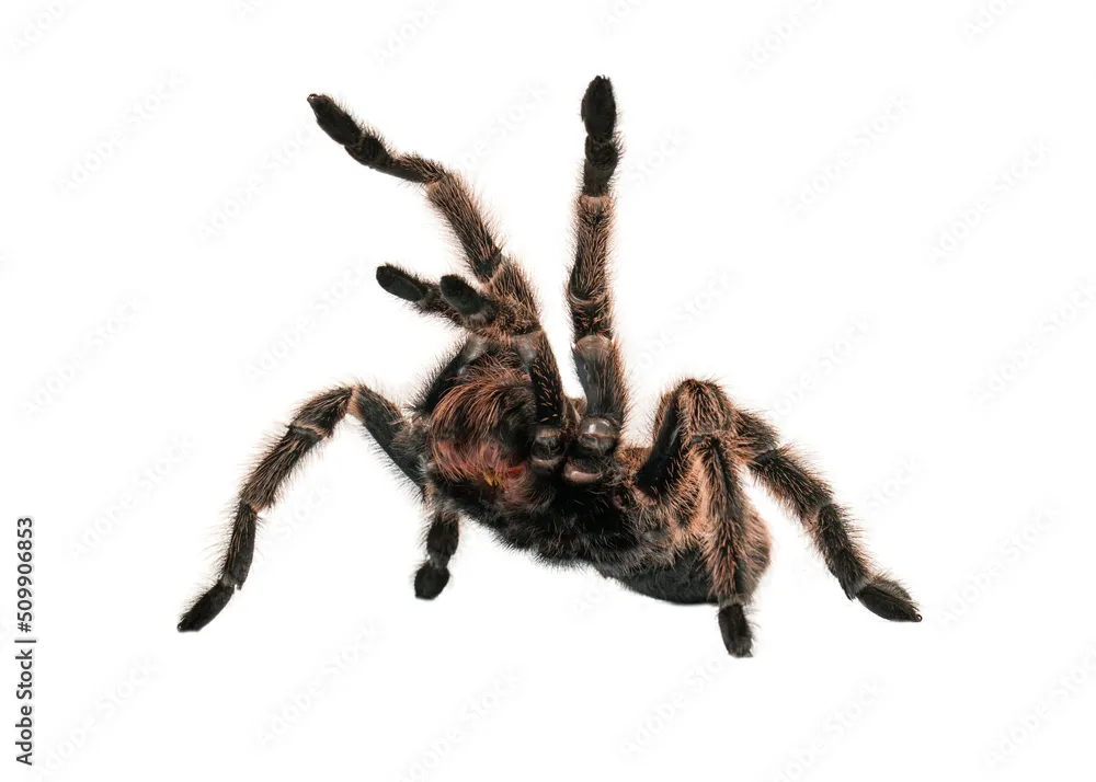 20587 tarantula injured