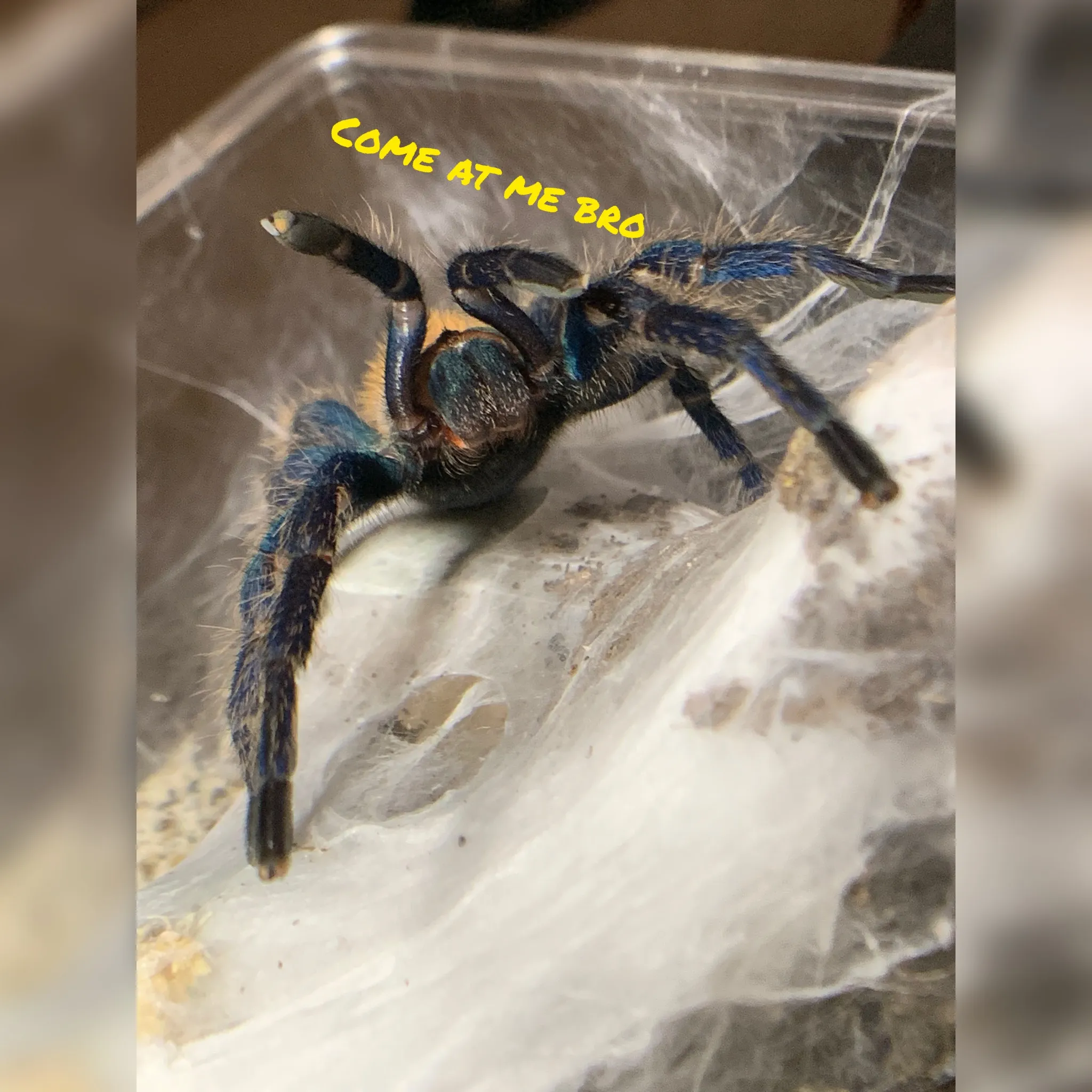 20587 tarantula molting