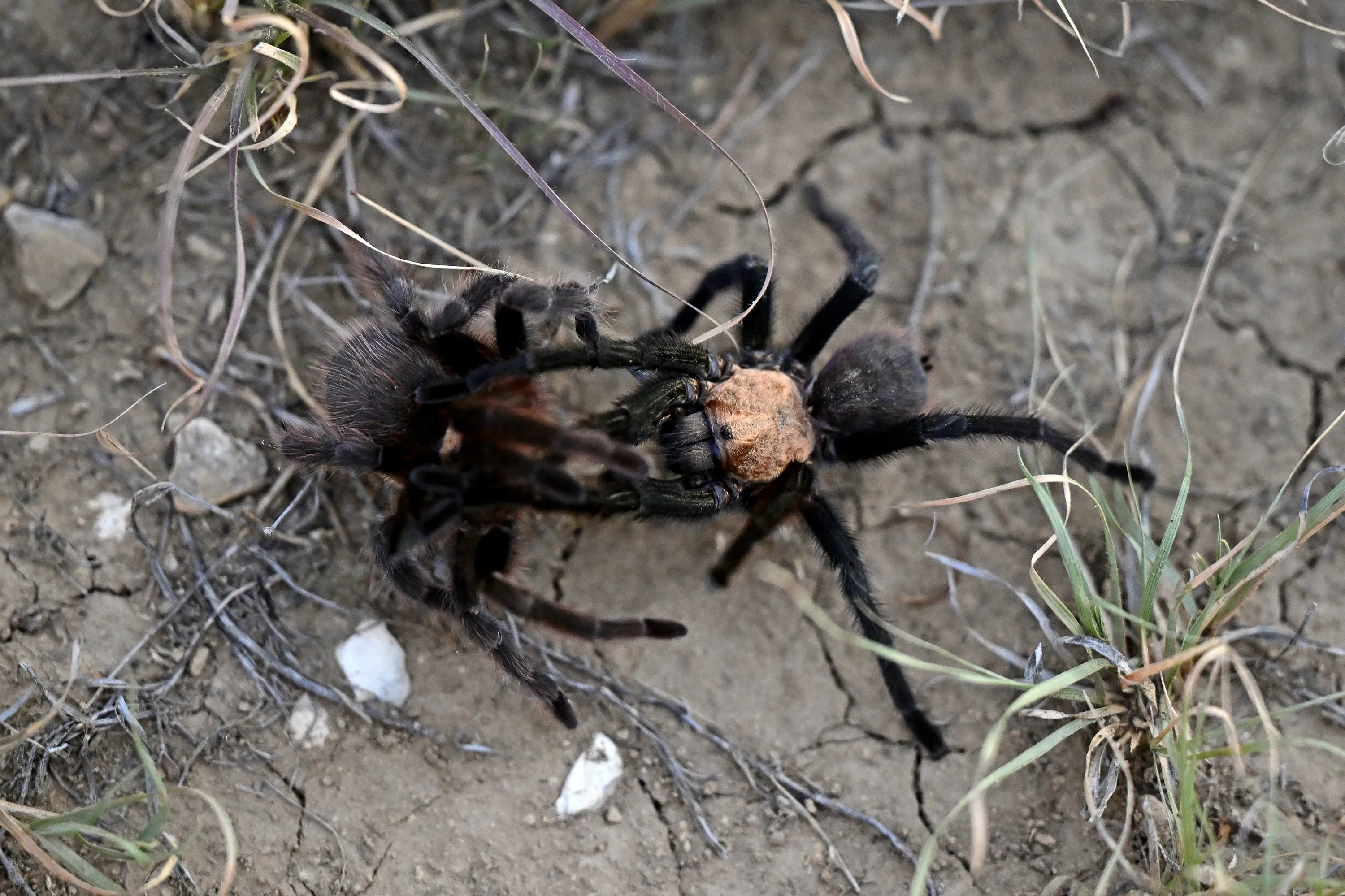 20588 male tarantula