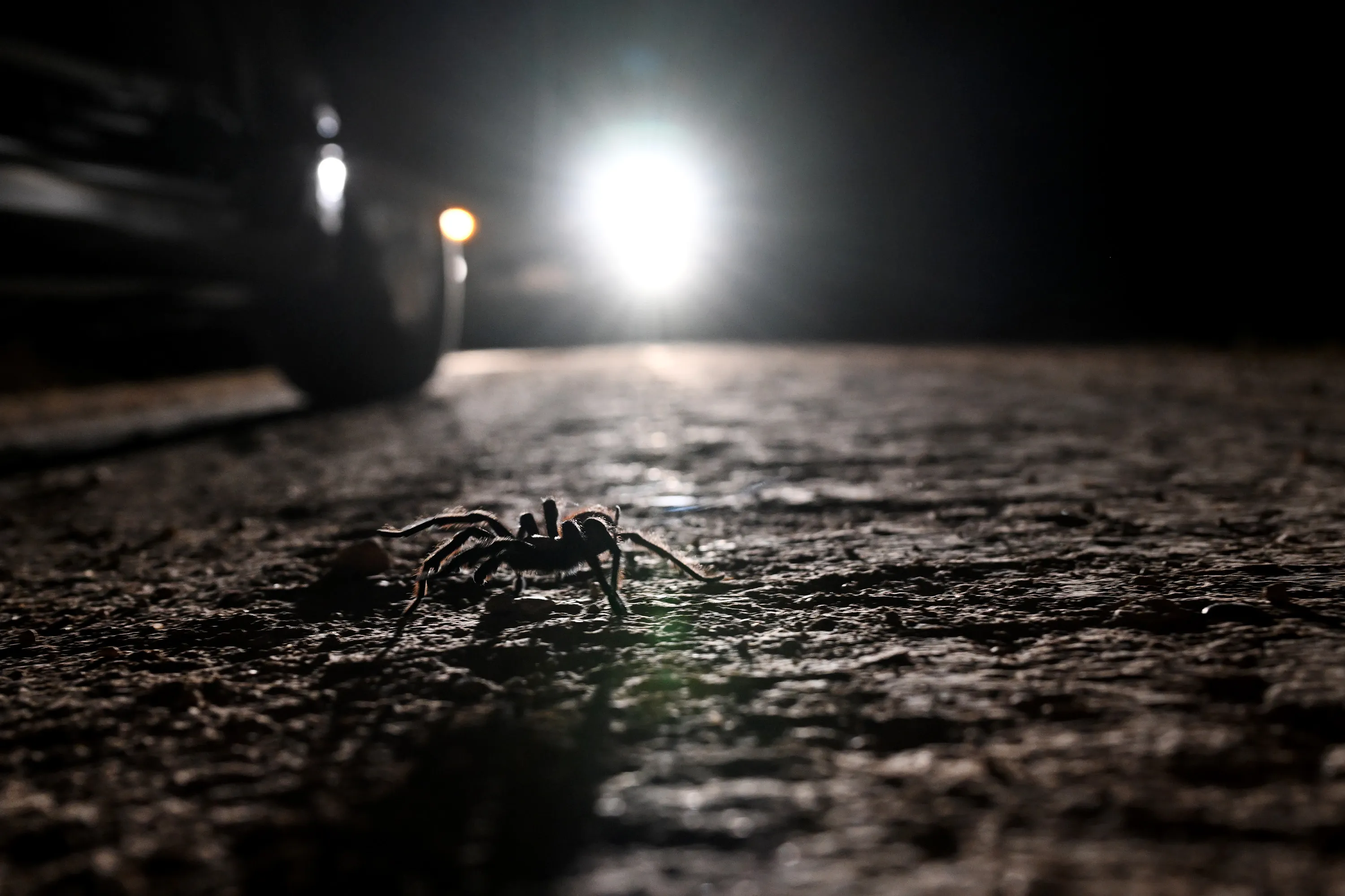 /img/20588-tarantula-encounter.webp