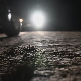 /img/20588-tarantula-encounter.webp