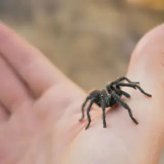 /img/20589-tarantula-cons.webp