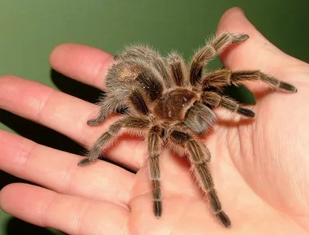 20589 tarantula enclosure
