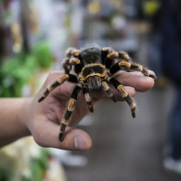 20589 tarantula feeding