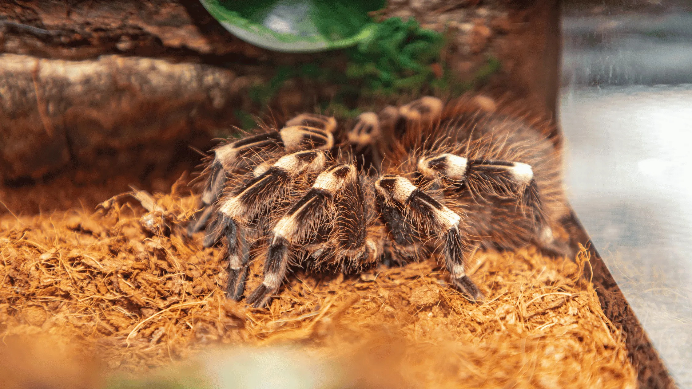 20589 tarantula handling