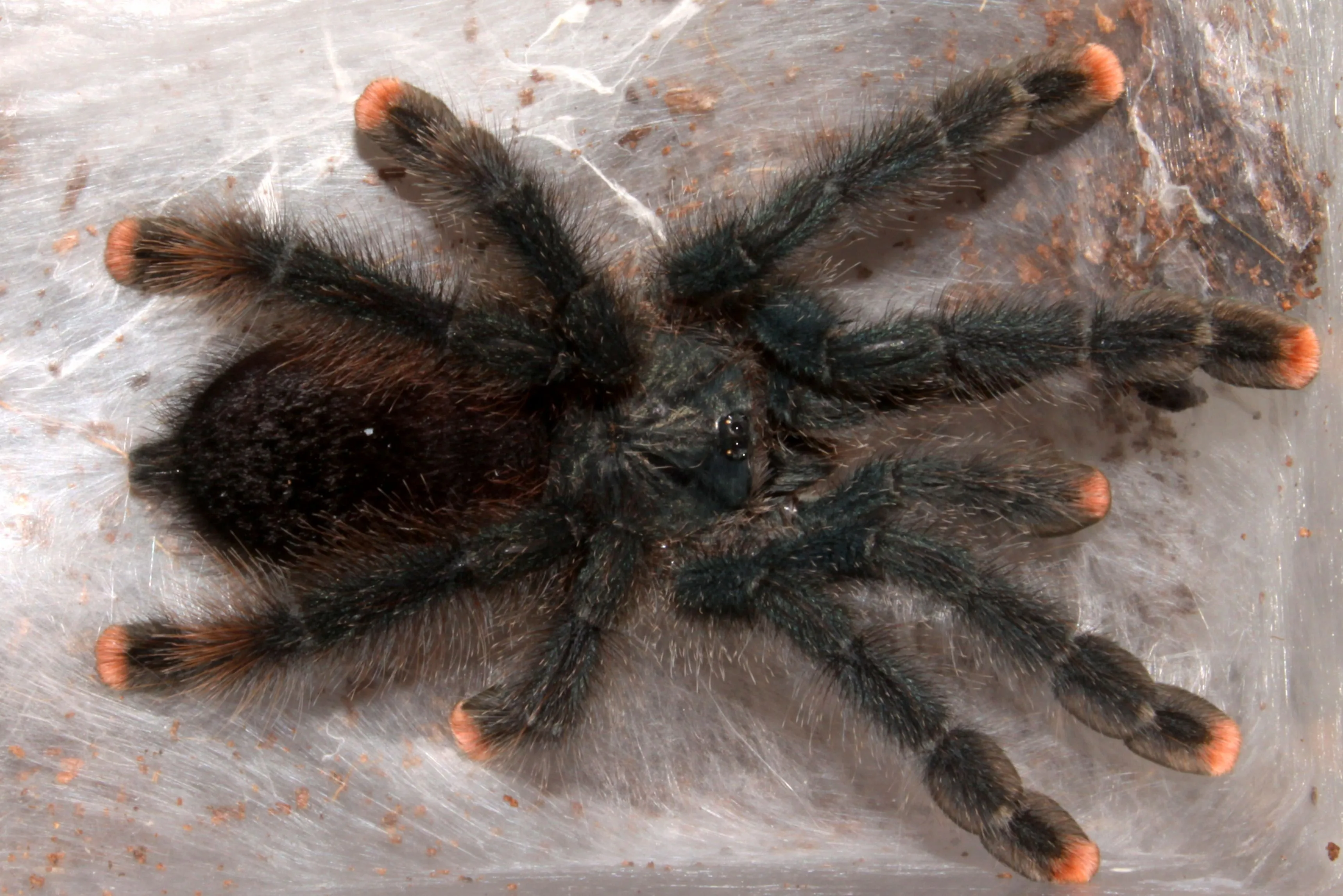 20589 tarantula health