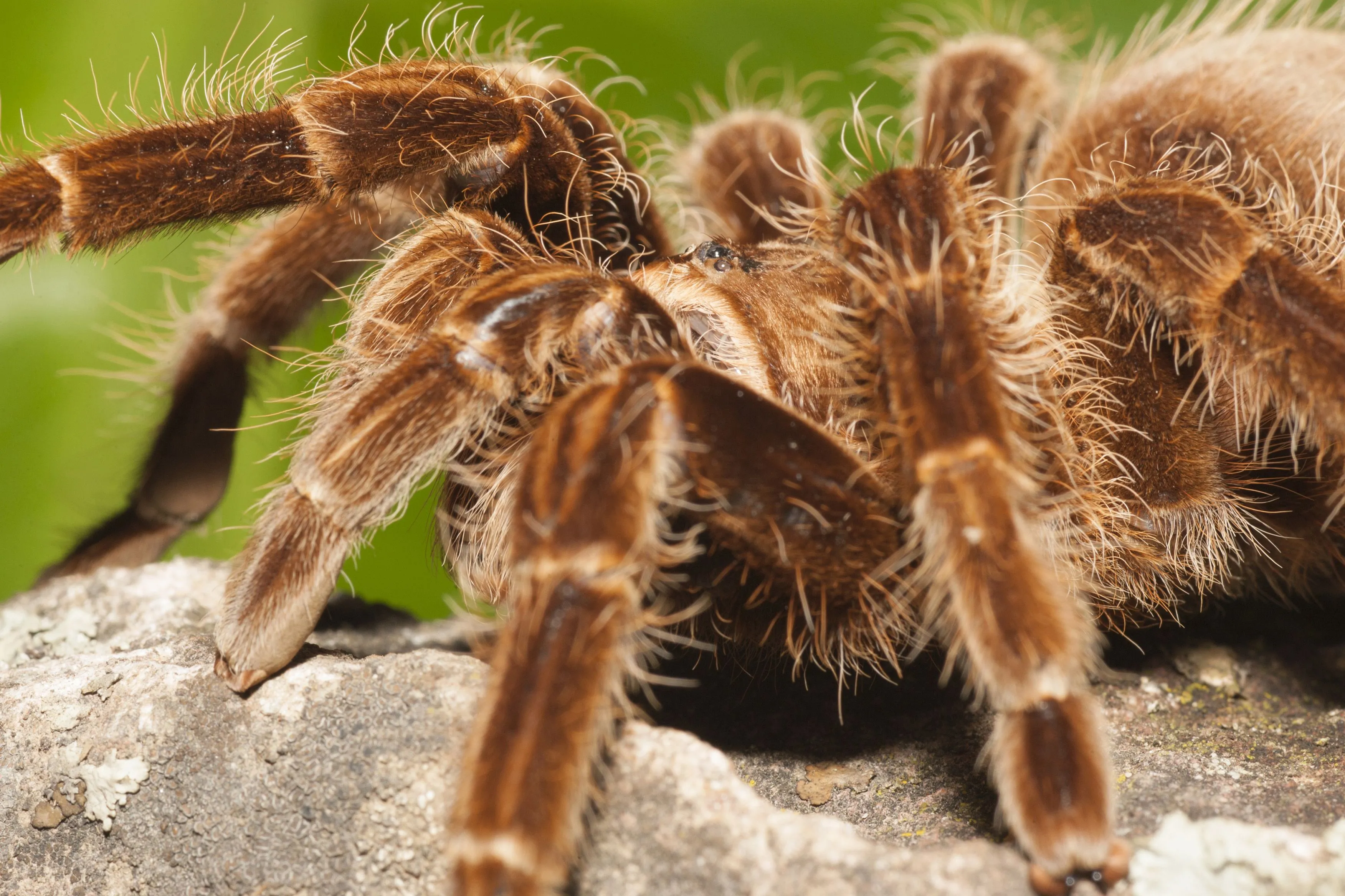 20589 tarantula molting