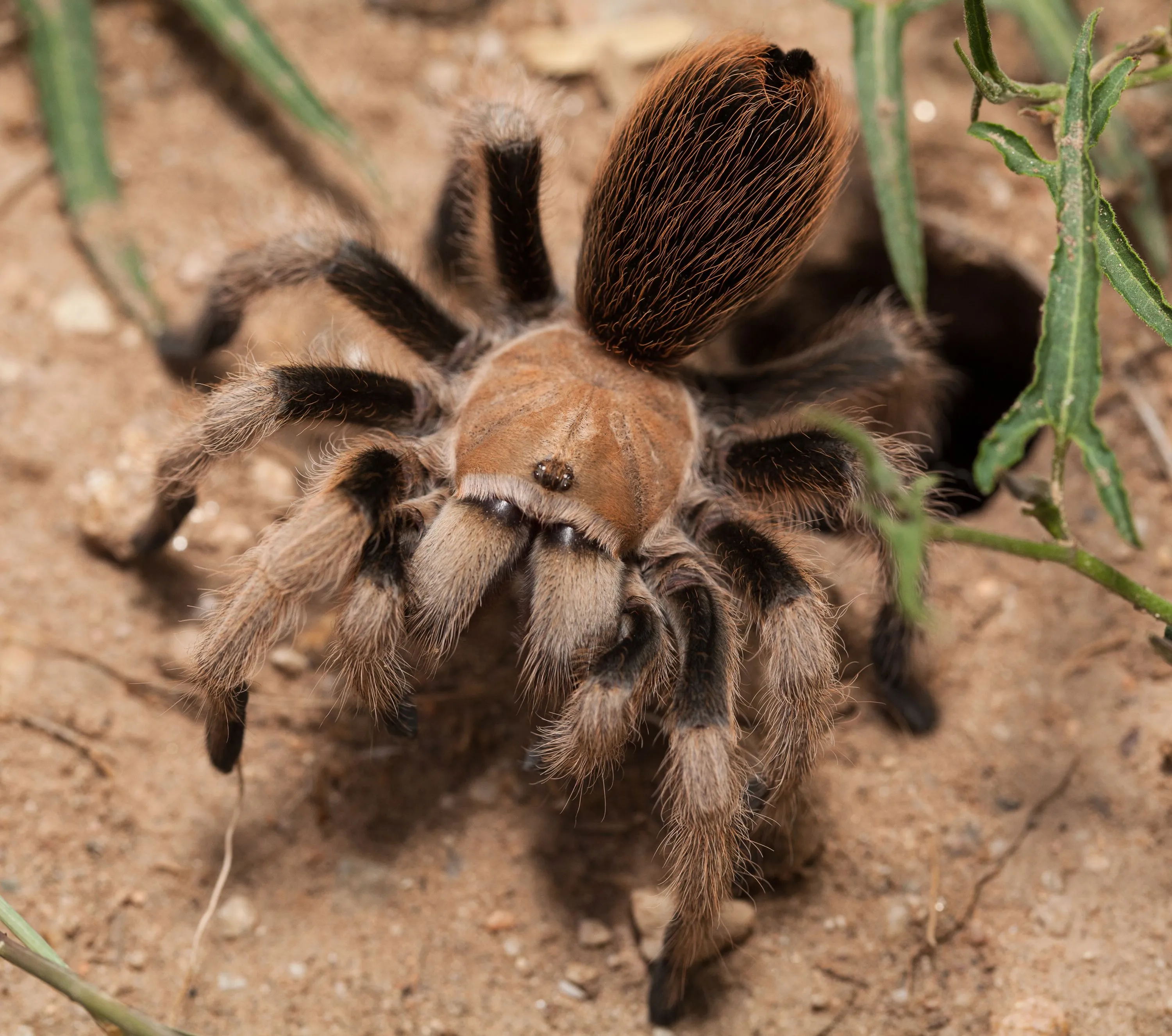 20589 tarantula pros
