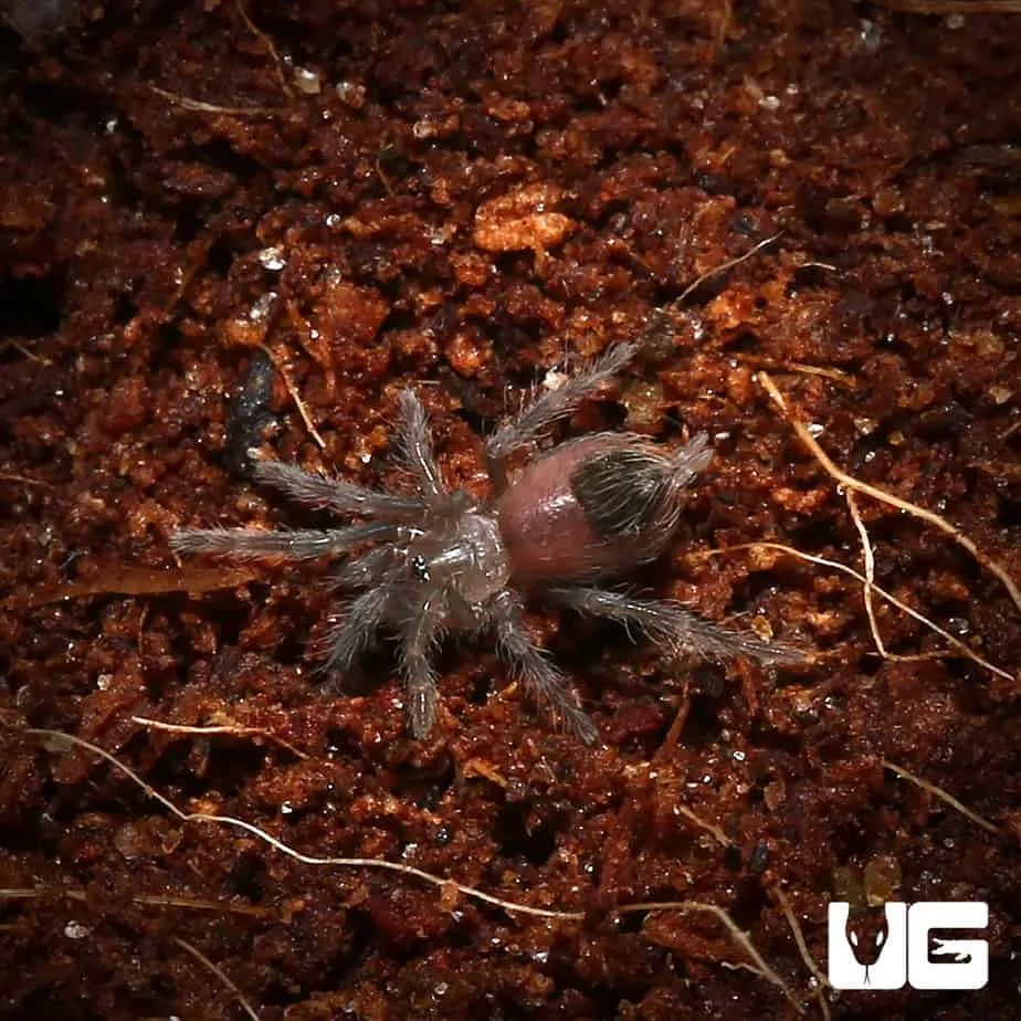 20590 red rump tarantula enclosure