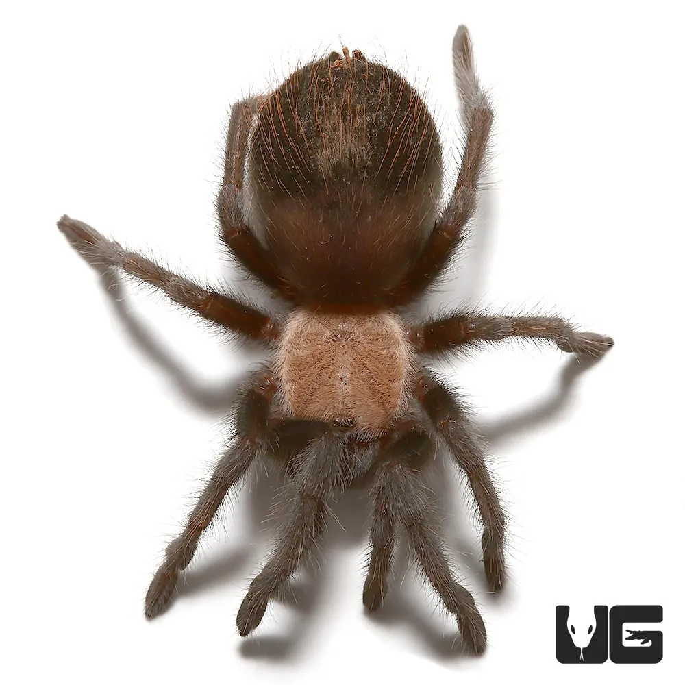 20590 red rump tarantula feeding