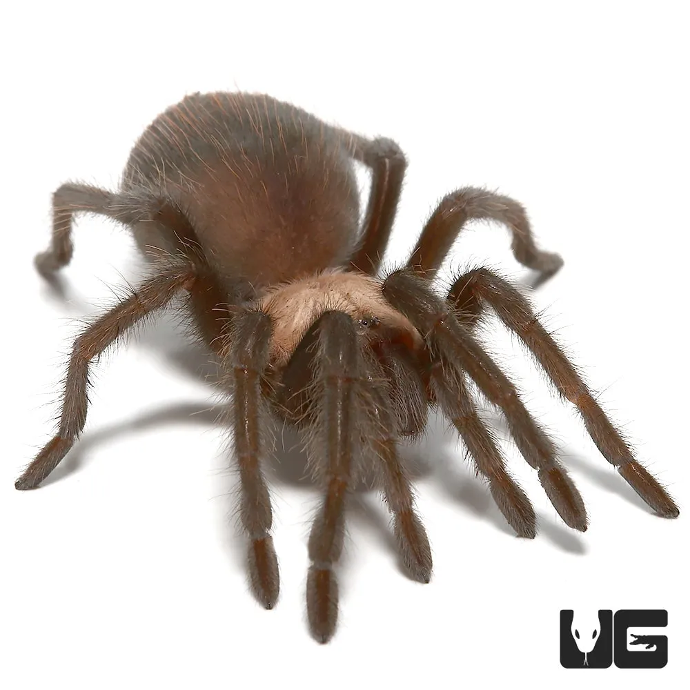 20590 red rump tarantula habitat