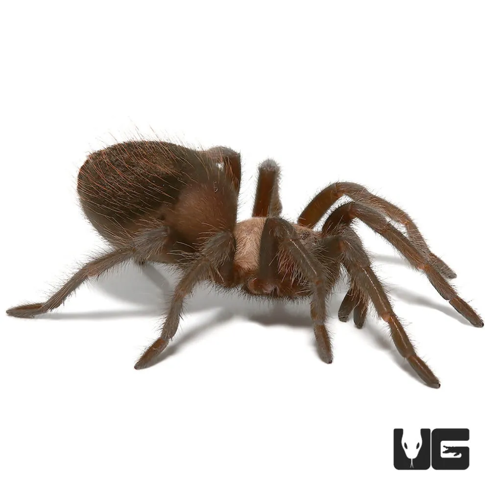 20590 red rump tarantula handling