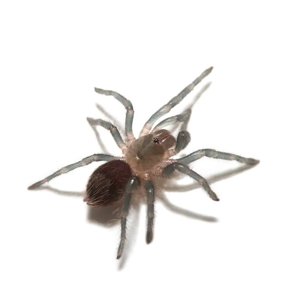 /img/20590-red-rump-tarantula-health.webp