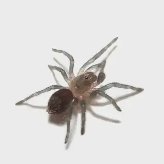 /img/20590-red-rump-tarantula-health.webp