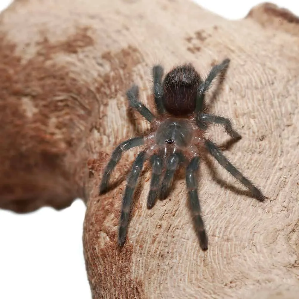20590 red rump tarantula substrate
