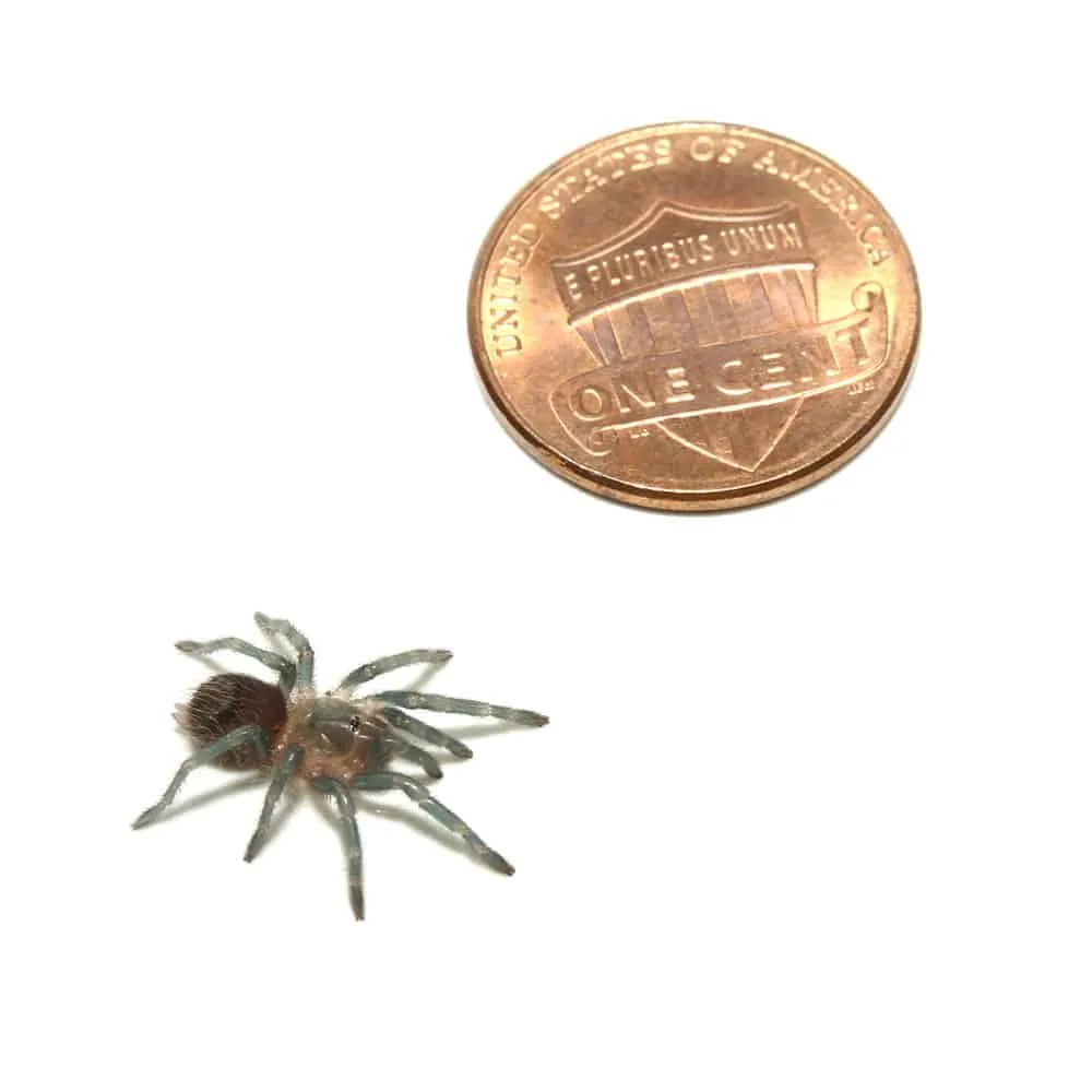 20590 red rump tarantula water