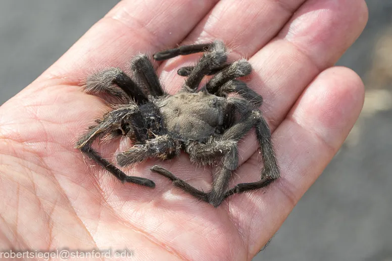 20593 daniel oakley tarantula image6