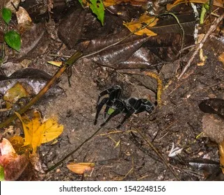 20594 tarantula species identification