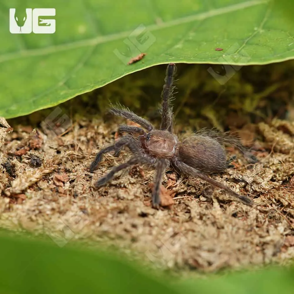 20597 approaching tarantula