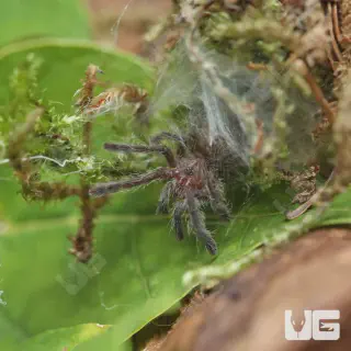 /img/20597-ensuring-tarantula-comfort.webp