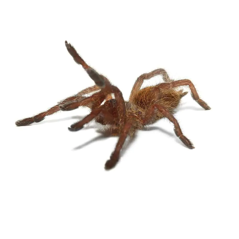 20597 tarantula catching tools