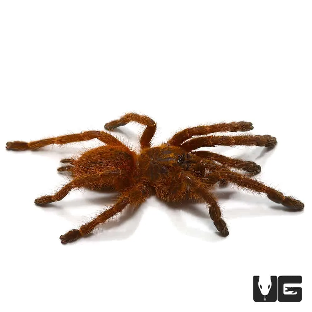 20597 tarantula safety gear