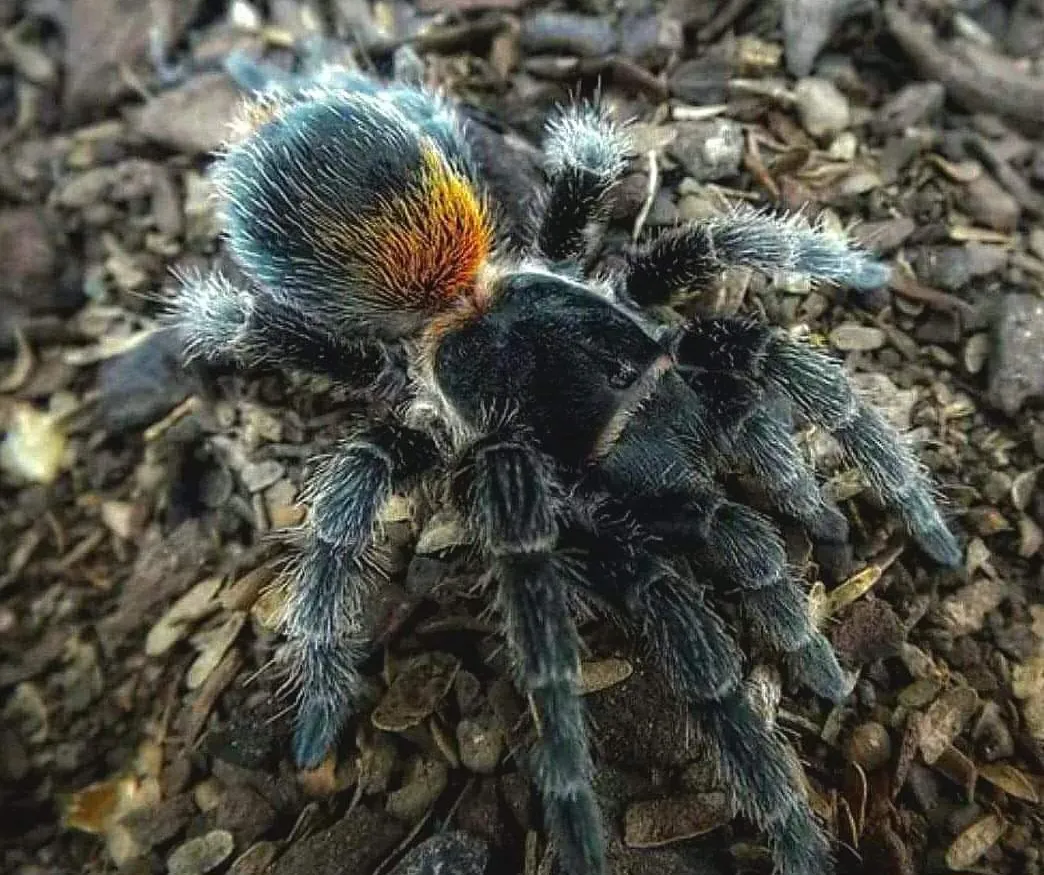 20598 feeding tarantula