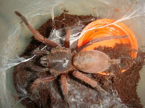 20598 tarantula enclosure setup