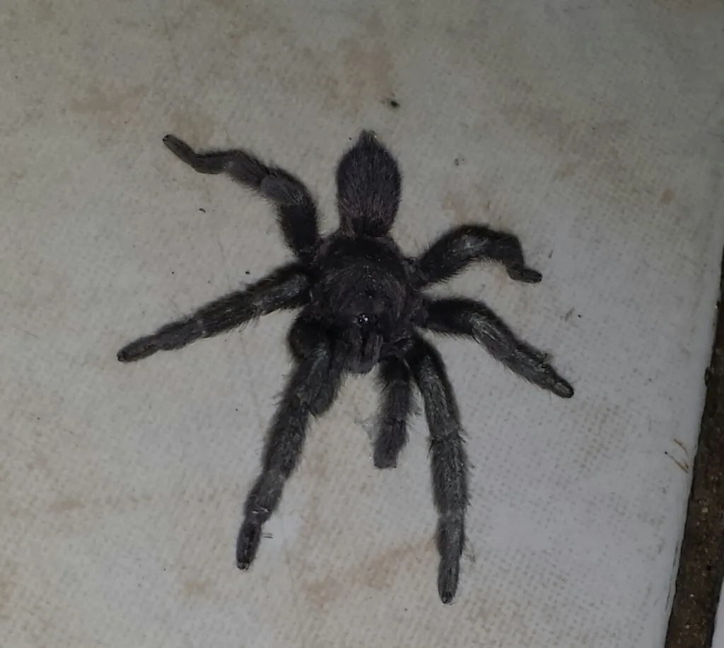 20598 tarantula for sale philippines main